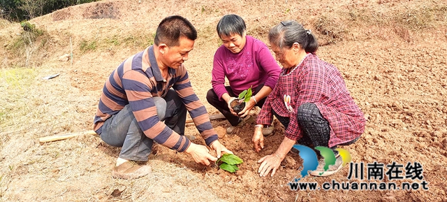 纳溪白节镇：一根“致富草”，带富一方人