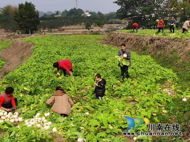 泸县兆雅镇：乡贤萝卜冬日好，富民强村有奔头