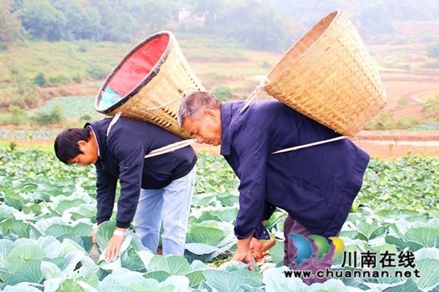 泸县立石镇：小小包菜熟，拓宽致富路