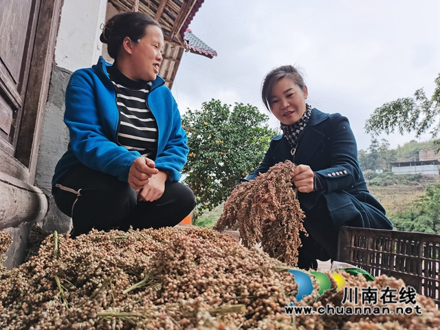潘小容到刘友妹家查看高粱丰收情况.jpg