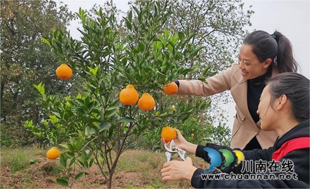 泸县云锦镇：乡贤柑橘产业园助力乡村振兴