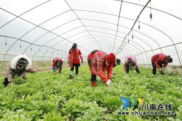龙马潭区：大棚蔬菜让“冬闲”变“冬忙”