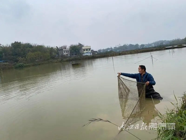 鱼2.jpg