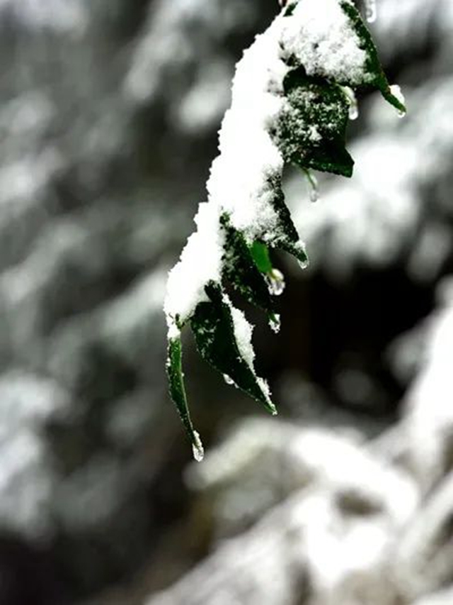 下雪啦!叙永这些地方白雪皑皑!部分道路结冰,需注意安全(图5) 5.jpg
