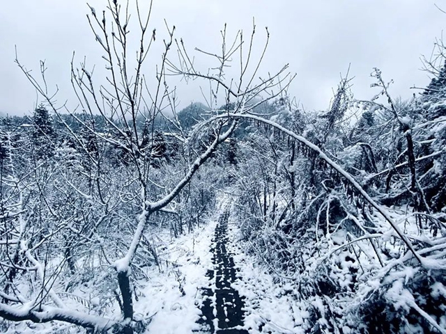 下雪啦!叙永这些地方白雪皑皑!部分道路结冰,需注意安全(图11) 11.jpg