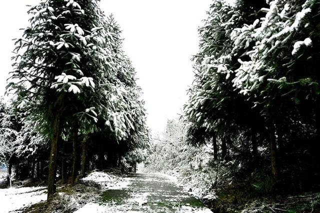 下雪啦!叙永这些地方白雪皑皑!部分道路结冰,需注意安全(图12) 12.jpg