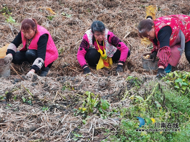 村民在稻草里找土豆（曾佐然摄）.jpg