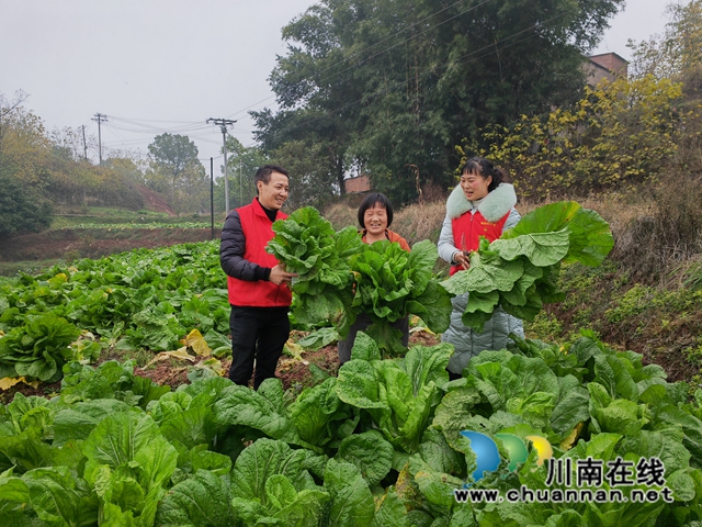 泸县:冬闲田土种植订单蔬菜助农增收(图2) 采收蔬菜1(曾佐然摄).jpg