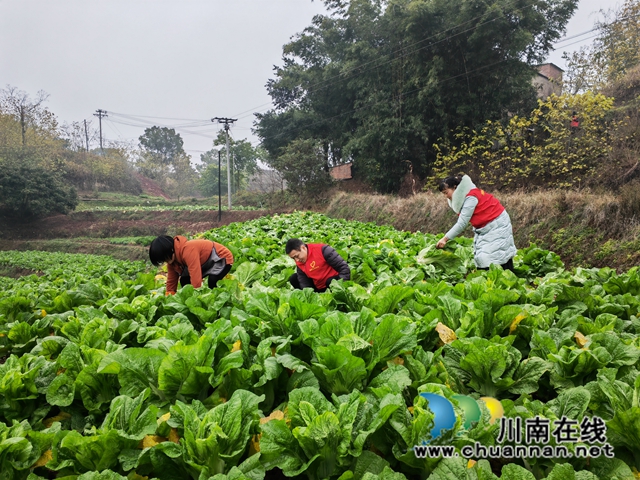 泸县:冬闲田土种植订单蔬菜助农增收(图1) 采收蔬菜(曾佐然摄).jpg