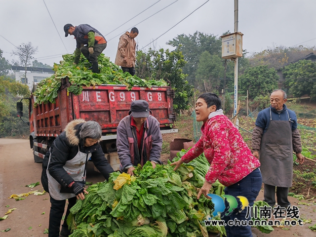 泸县:冬闲田土种植订单蔬菜助农增收(图3) 收购蔬菜(曾佐然摄).jpg