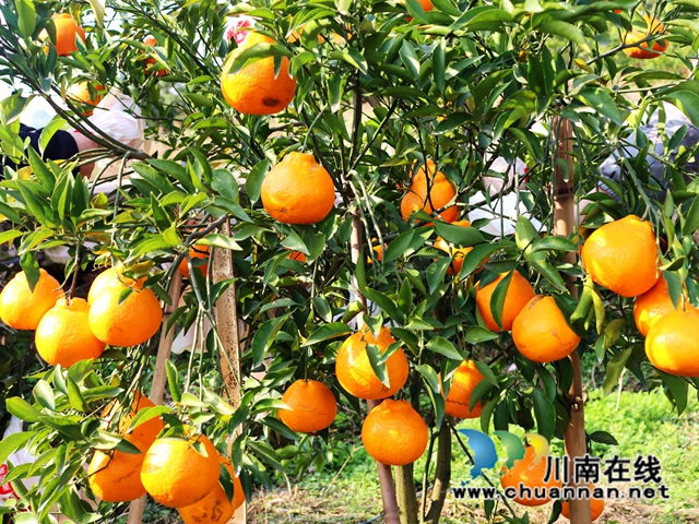 泸县立石镇：橘黄满园香，果农采摘忙