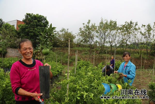 泸县太伏镇：统战基地果飘香，王湾柑橘传四方