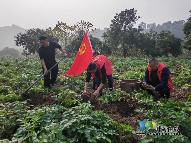 志愿者体检采收秋洋芋（曾佐然摄）.jpg