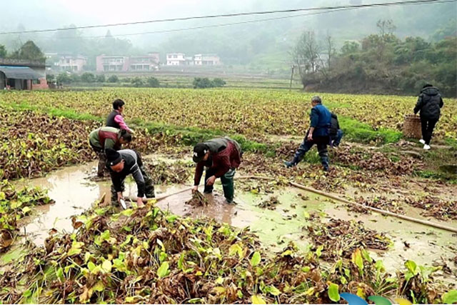 合江县凤鸣镇：稻药轮作效益好 百亩泽泻丰收忙