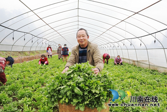 冬季大棚蔬菜基地采收茼蒿.JPG