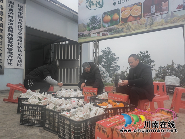 泸县：历冬柑橘果更香，春节上市价更高