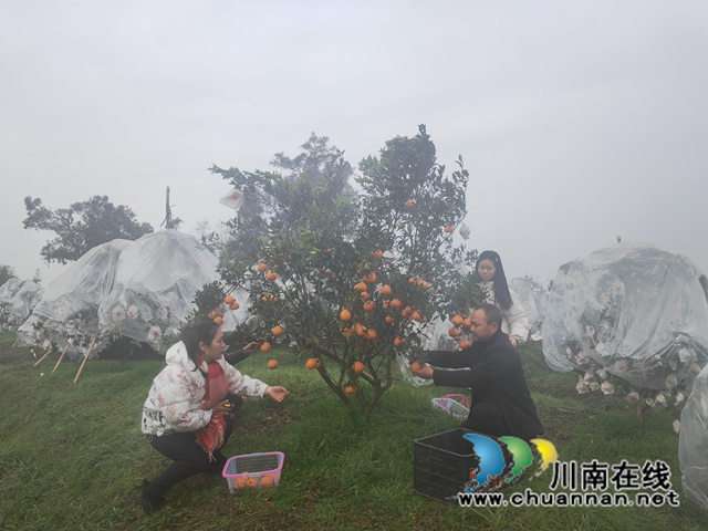 采摘柑橘（曾佐然摄）.jpg