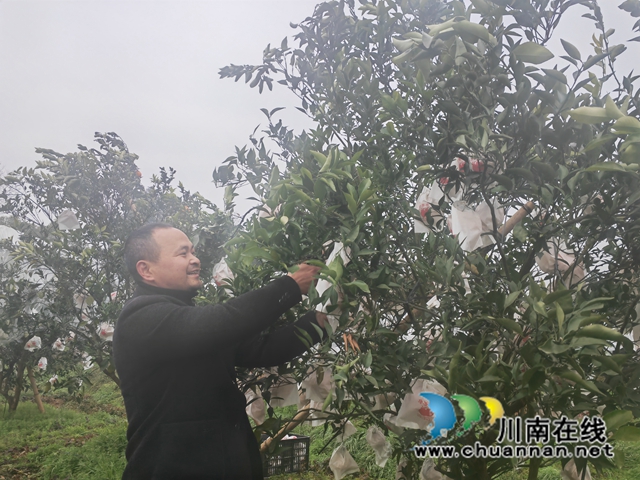 祝启奎采摘柑橘（曾佐然摄）.jpg