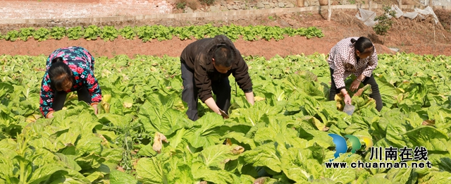 菜2.JPG