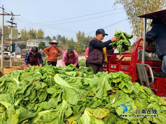 宜宾南溪区长兴镇：瓦片青菜喜丰收，无缝衔接种红粮