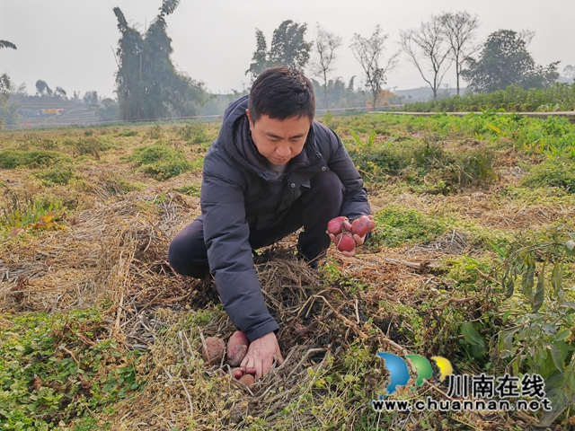 新春走基层｜泸县：人勤地不闲，稻菜轮作稳粮又增钱！