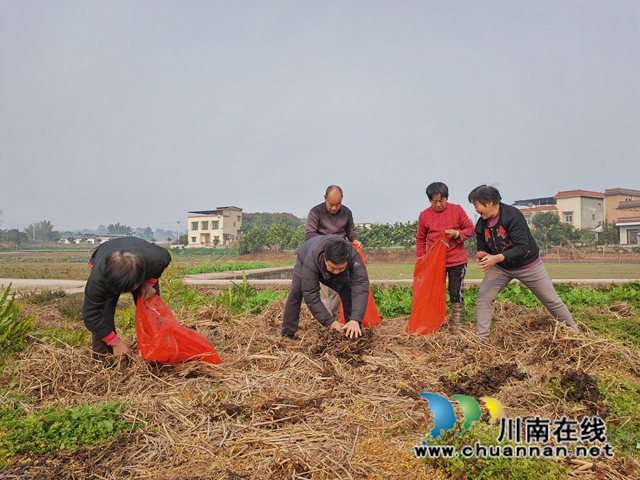 村民采收秋洋芋（曾佐然摄）.jpg