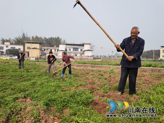村民采挖秋洋芋（曾佐然摄）.jpg