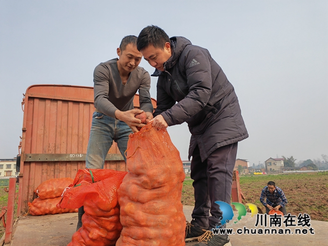 秋洋芋装袋（曾佐然摄）.jpg
