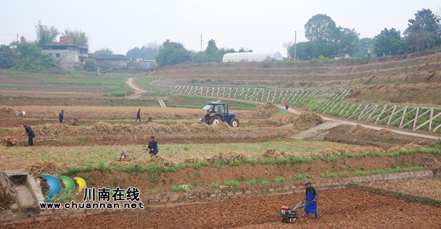 龙马潭:“铁牛”耕作高标田,“小农”走向现代化(图4) 590A0152.jpg