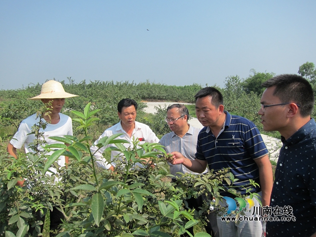 洪代富（中）在产业一线调研，为写信息获得第一手资料.jpg
