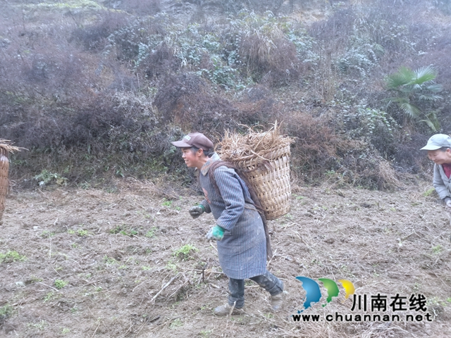 古蔺县双沙镇：独活喜迎收获，乡贤致富路上药香浓