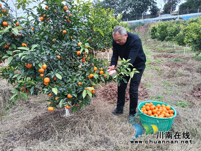 薛湾村党总支部书记刘安华正在采摘沃柑（郭莉摄）.jpg