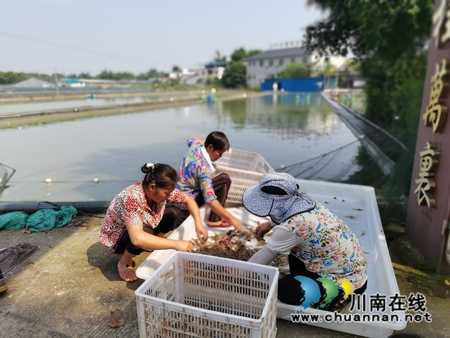 分捡大头虾（曾佐然摄）.jpg