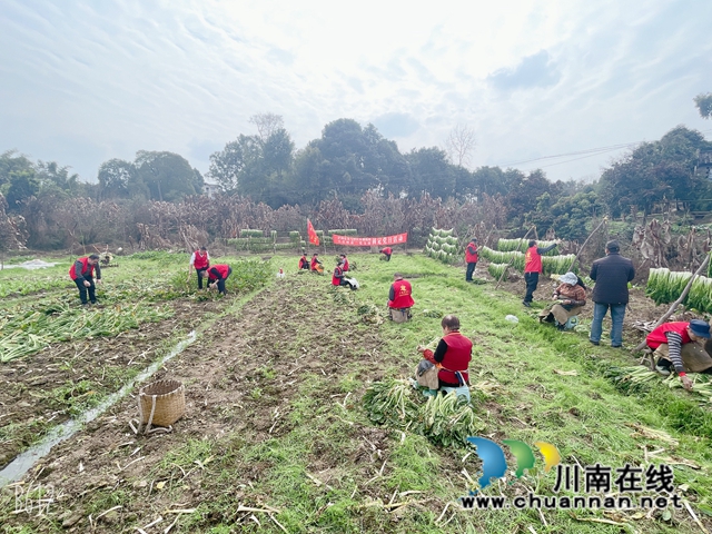 龙马潭区鱼塘街道王庄村：田间党旗飘，助农收菜忙