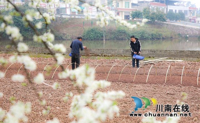 龙马潭:旱育稀播大秧苗,抗旱保苗助春耕(图3) 590A1716.jpg