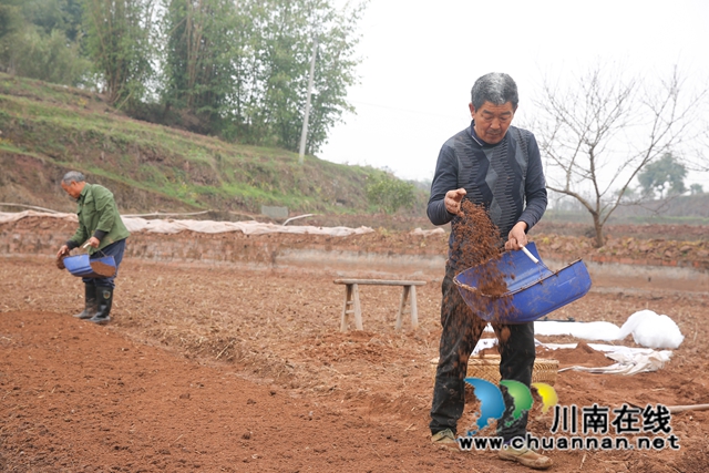 龙马潭:旱育稀播大秧苗,抗旱保苗助春耕(图4) 590A1695.jpg