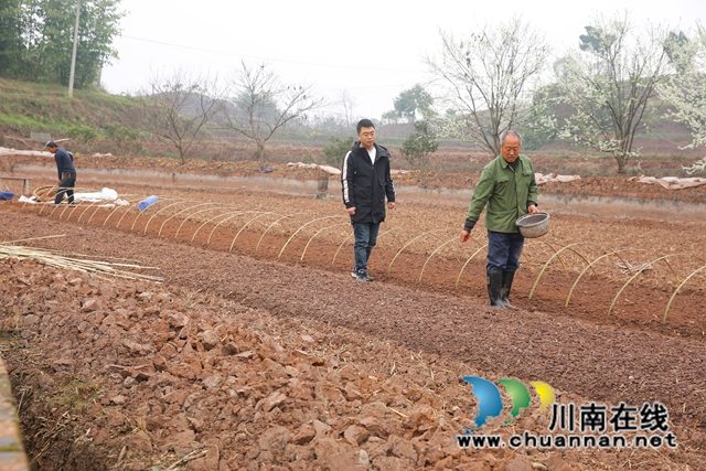 龙马潭:旱育稀播大秧苗,抗旱保苗助春耕(图5) 590A1683.jpg