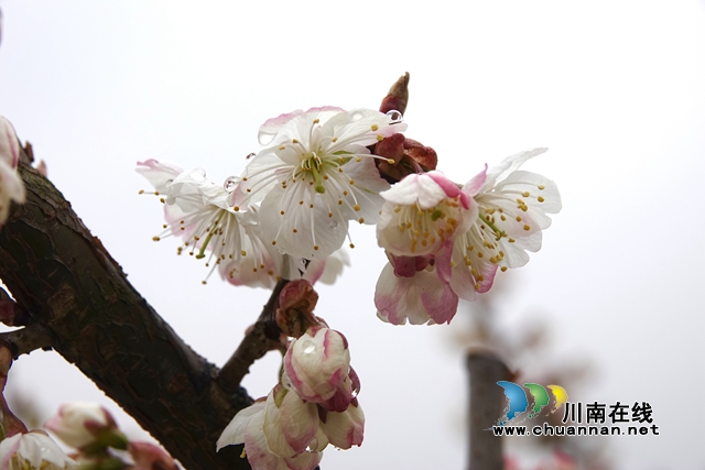 照片选IMG_1138.JPG