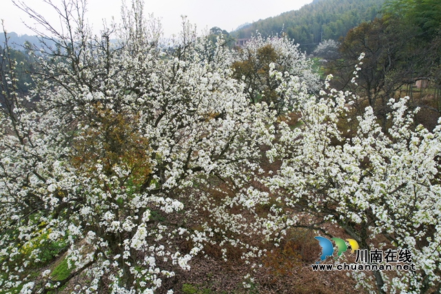 泸县天兴镇:游千年龙贯,赏百年梨花(图5) 图五.jpg