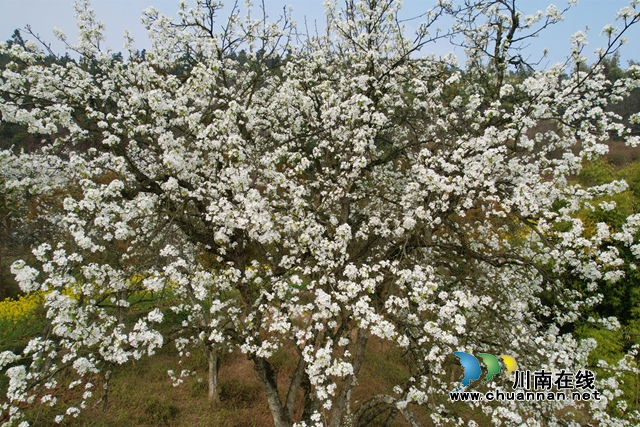 泸县天兴镇:游千年龙贯,赏百年梨花(图8) 图七.jpg