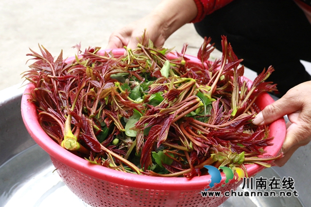 龙马潭：清爽野菜宴，春之美味！
