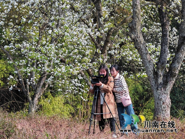 拍摄百年梨花（曾佐然摄）.jpg