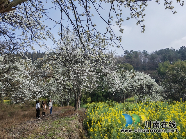 徜徉梨花、菜花（曾佐然摄）.jpg