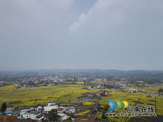 百和镇万亩油菜花开（曾佐然摄）.jpg