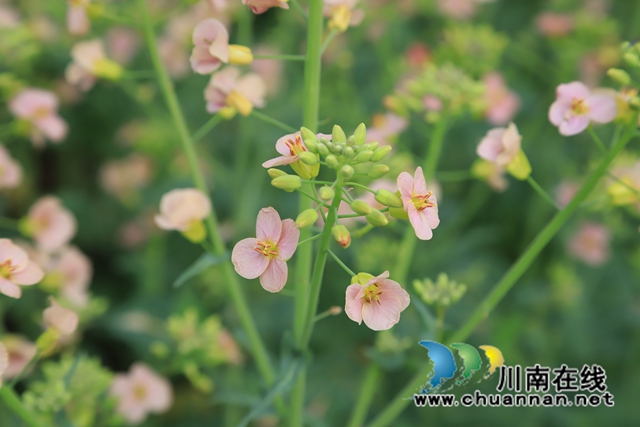 泸县云龙镇：多色油菜缤纷开，花油兼用效益好