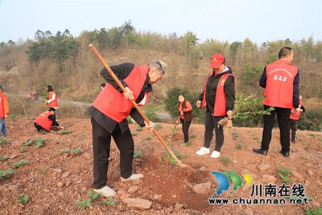 泸县云龙镇：春日植树添青绿，文明实践在行动