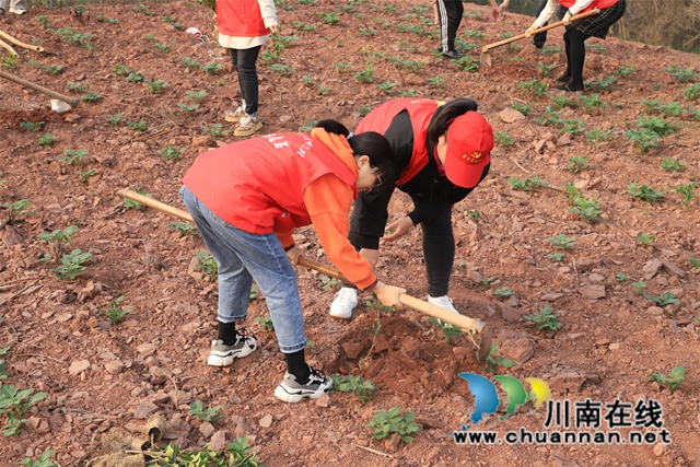 泸县云龙镇:春日植树添青绿,文明实践在行动(图3) 9.“一人一棵树,聚成一片林。我们组织志愿者们参与植树活动,就是希望更多人认识到“绿水青山”的重要性,带动周边村民一起保护生态环境。”云龙镇国土所工作员袁小梅介绍道。.jpg