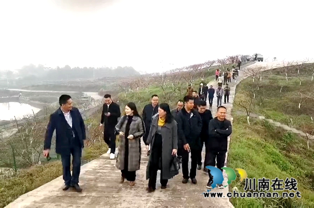 民建龙马潭区基层委到石洞顺江黄桃基地调研