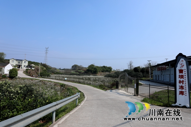 金龙镇曹坝村水果产业园区一角.JPG