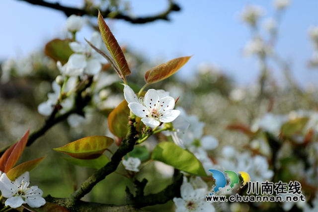 3月14日，在位于泸州市龙马潭区金龙镇曹坝村水果产业园区，360余亩梨花已进入盛花期，一朵朵雪白莹润、素雅淡然的梨花汇成花的海洋，让人赏心悦目。+(2).JPG